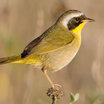 Common Yellowthroat